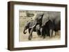 African Elephant Mother and Calves-Hal Beral-Framed Photographic Print