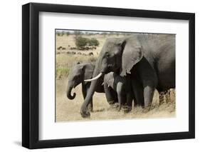 African Elephant Mother and Calves-Hal Beral-Framed Photographic Print