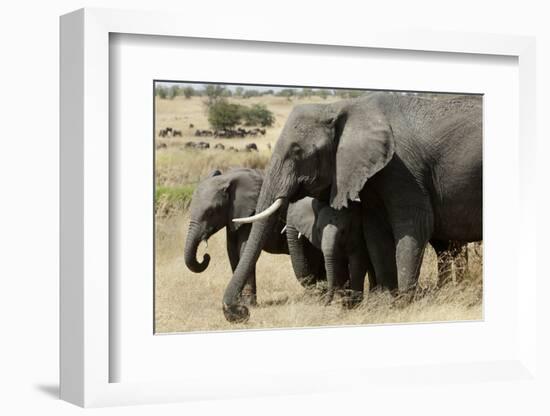 African Elephant Mother and Calves-Hal Beral-Framed Photographic Print