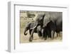 African Elephant Mother and Calves-Hal Beral-Framed Photographic Print