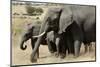 African Elephant Mother and Calves-Hal Beral-Mounted Photographic Print