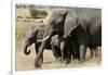 African Elephant Mother and Calves-Hal Beral-Framed Photographic Print