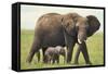 African Elephant Mother and Young in Grass-DLILLC-Framed Stretched Canvas