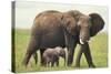 African Elephant Mother and Young in Grass-DLILLC-Stretched Canvas