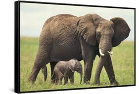 African Elephant Mother and Young in Grass-DLILLC-Framed Stretched Canvas