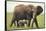 African Elephant Mother and Young in Grass-DLILLC-Framed Stretched Canvas