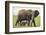 African Elephant Mother and Young in Grass-DLILLC-Framed Photographic Print