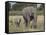 African Elephant Mother and Young, Masai Mara National Reserve-James Hager-Framed Stretched Canvas