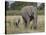 African Elephant Mother and Young, Masai Mara National Reserve-James Hager-Stretched Canvas