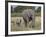 African Elephant Mother and Young, Masai Mara National Reserve-James Hager-Framed Photographic Print