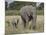 African Elephant Mother and Young, Masai Mara National Reserve-James Hager-Mounted Photographic Print