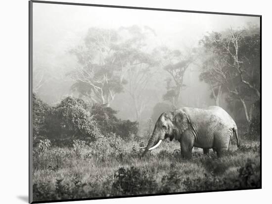 African elephant, Ngorongoro Crater, Tanzania-Frank Krahmer-Mounted Art Print