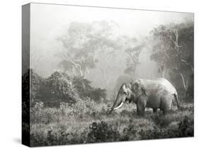 African elephant, Ngorongoro Crater, Tanzania-Frank Krahmer-Stretched Canvas