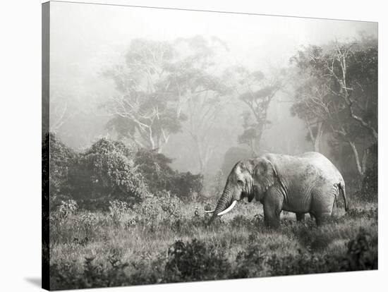 African elephant, Ngorongoro Crater, Tanzania-Frank Krahmer-Stretched Canvas