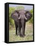 African Elephant, Okavango Delta, Botswana, Africa-Angelo Cavalli-Framed Stretched Canvas