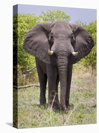 African Elephant, Okavango Delta, Botswana, Africa-Angelo Cavalli-Stretched Canvas