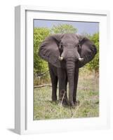 African Elephant, Okavango Delta, Botswana, Africa-Angelo Cavalli-Framed Photographic Print