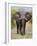 African Elephant, Okavango Delta, Botswana, Africa-Angelo Cavalli-Framed Photographic Print