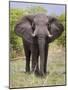 African Elephant, Okavango Delta, Botswana, Africa-Angelo Cavalli-Mounted Photographic Print