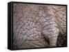 African Elephant, Okavango Delta, Botswana-Pete Oxford-Framed Stretched Canvas