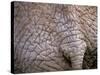 African Elephant, Okavango Delta, Botswana-Pete Oxford-Stretched Canvas