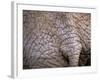 African Elephant, Okavango Delta, Botswana-Pete Oxford-Framed Photographic Print