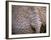 African Elephant, Okavango Delta, Botswana-Pete Oxford-Framed Photographic Print