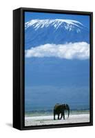 African Elephant Old Bull, with Mt, Kilimanjaro-null-Framed Stretched Canvas