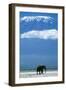 African Elephant Old Bull, with Mt, Kilimanjaro-null-Framed Photographic Print