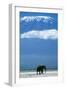 African Elephant Old Bull, with Mt, Kilimanjaro-null-Framed Photographic Print