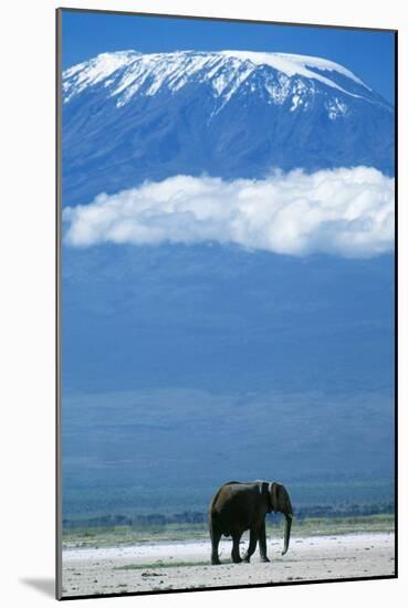 African Elephant Old Bull, with Mt, Kilimanjaro-null-Mounted Photographic Print