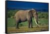 African Elephant on Savanna-DLILLC-Framed Stretched Canvas