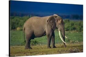 African Elephant on Savanna-DLILLC-Stretched Canvas