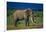 African Elephant on Savanna-DLILLC-Framed Photographic Print