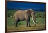 African Elephant on Savanna-DLILLC-Framed Photographic Print