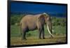 African Elephant on Savanna-DLILLC-Framed Photographic Print