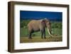 African Elephant on Savanna-DLILLC-Framed Photographic Print