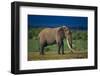 African Elephant on Savanna-DLILLC-Framed Photographic Print