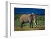 African Elephant on Savanna-DLILLC-Framed Photographic Print