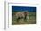 African Elephant on Savanna-DLILLC-Framed Photographic Print