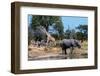 African elephant, plains zebras, and a southern giraffe, at a waterhole. Okavango Delta, Botswana.-Sergio Pitamitz-Framed Photographic Print