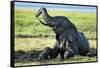 African Elephant Playing in Mud, Chobe National Park, Botswana-Paul Souders-Framed Stretched Canvas