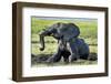 African Elephant Playing in Mud, Chobe National Park, Botswana-Paul Souders-Framed Photographic Print