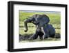 African Elephant Playing in Mud, Chobe National Park, Botswana-Paul Souders-Framed Photographic Print