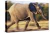 African Elephant Running-null-Stretched Canvas