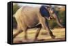 African Elephant Running-null-Framed Stretched Canvas