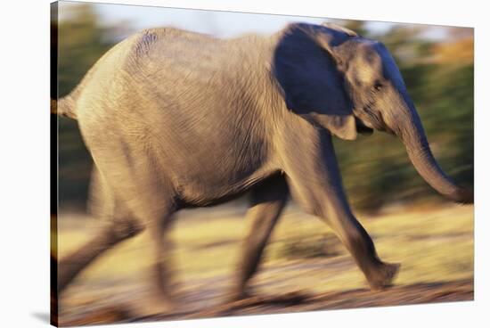 African Elephant Running-null-Stretched Canvas