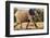 African Elephant Running-null-Framed Photographic Print
