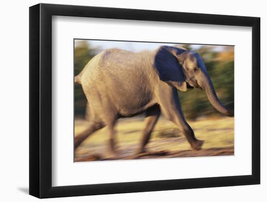 African Elephant Running-null-Framed Photographic Print