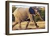 African Elephant Running-null-Framed Photographic Print